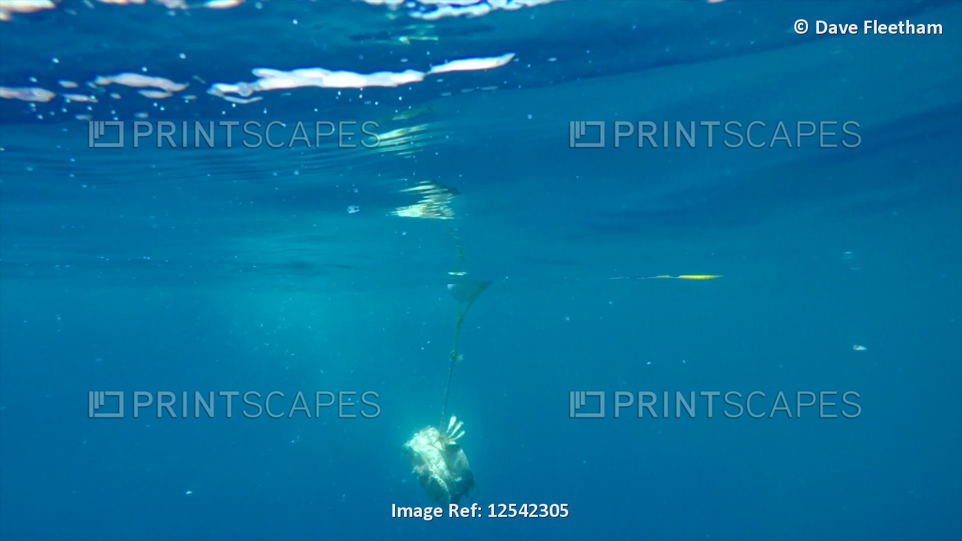 A great white shark (Carcharodon carcharias) snaps at a bait on a shark feed ...