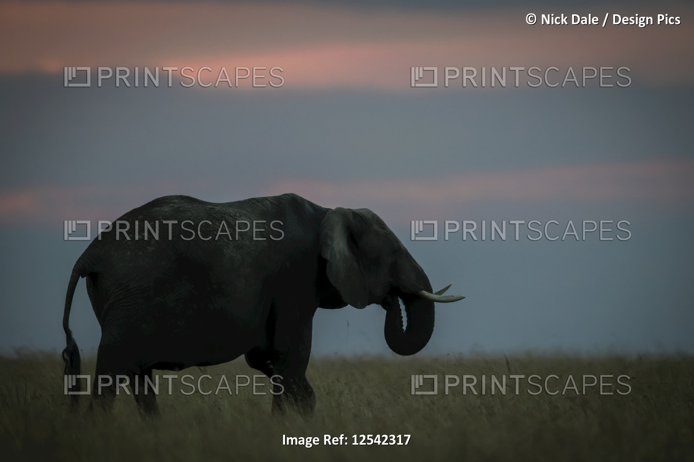 African bush elephant (Loxodonta africana) feeding itself grass at sunset, ...