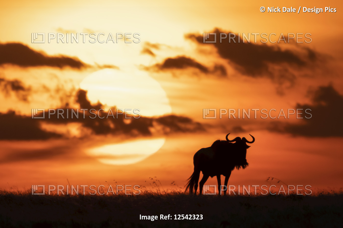 A blue wildebeest (Connochaetes taurinus) is silhouetted against the setting ...