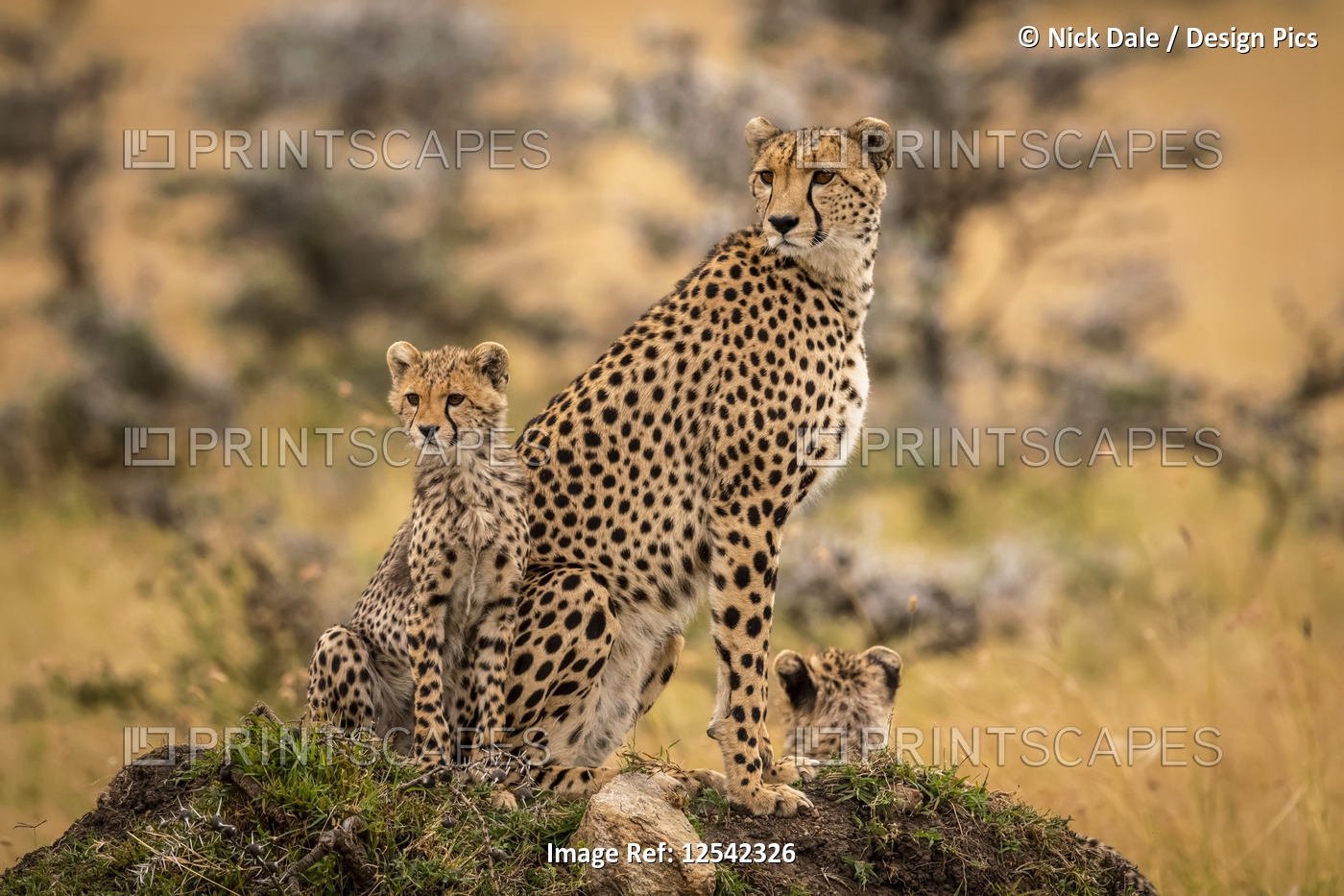 Cheetah (Acinonyx jubatus) and cubs sitting together on mound, Maasai Mara ...