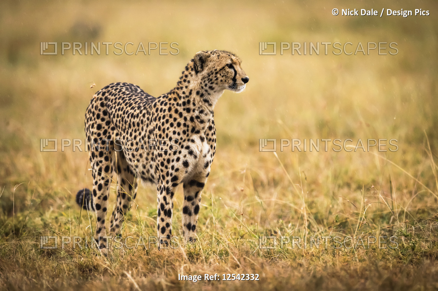 Cheetah (Acinonyx jubatus) standing in grass with head raised, Maasai Mara ...