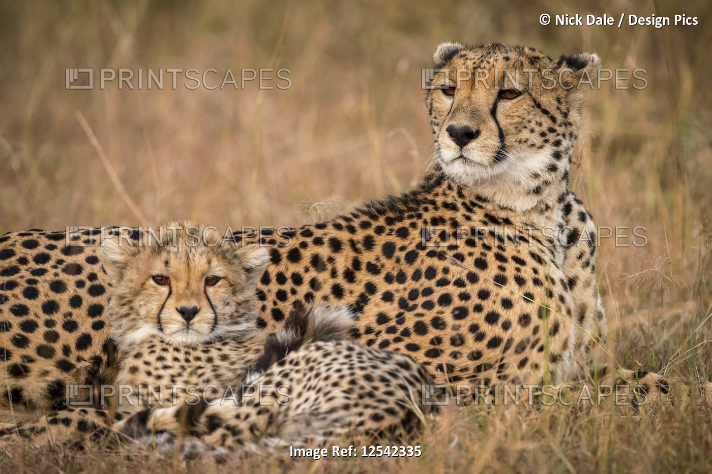 Close-up of cheetah (Acinonyx jubatus) and cub in grassland, Maasai Mara ...