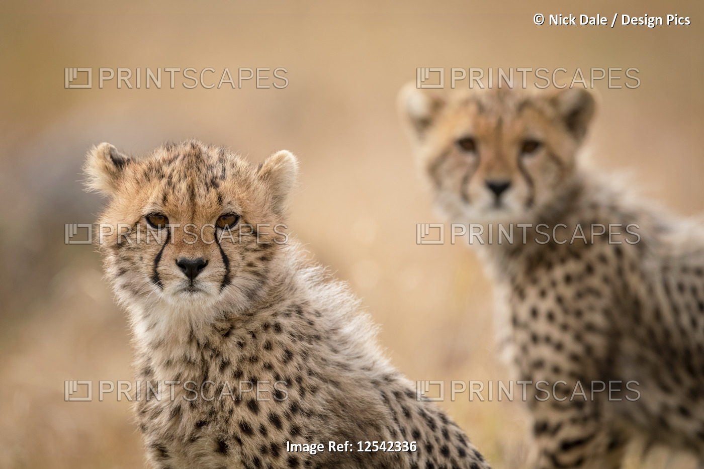Close-up with cheetah cub (Acinonyx jubatus) with another behind, Maasai Mara ...