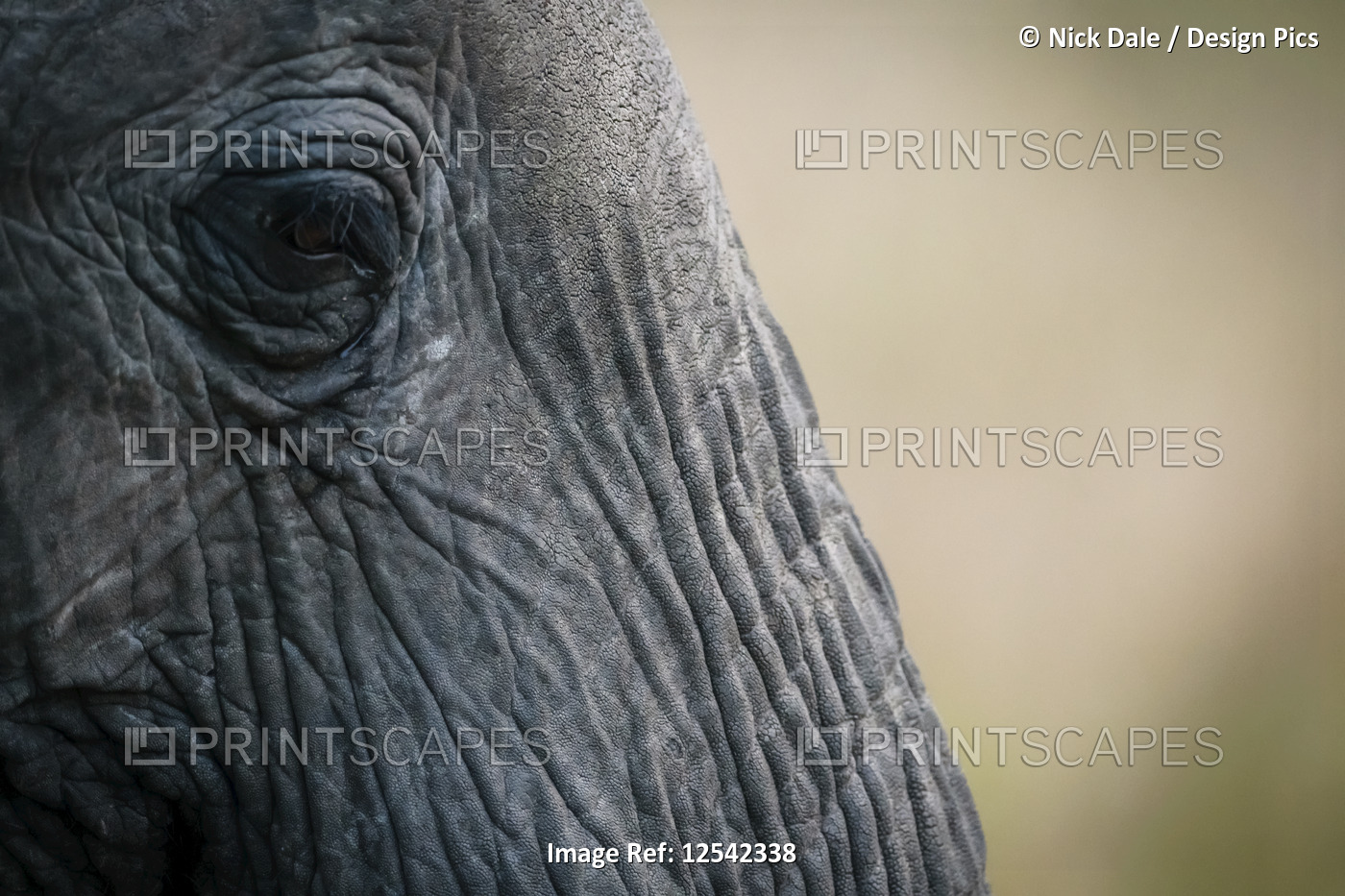 Close-up of eye and face of African bush elephant (Loxodonta africana), Maasai ...