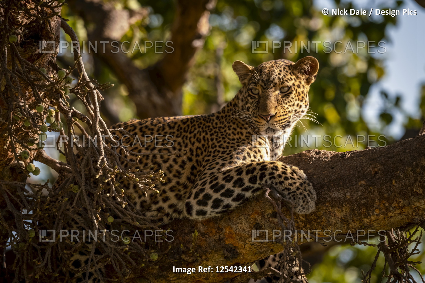 Close-up of leopard (Panthera pardus) lying in tree watchfully, Maasai Mara ...