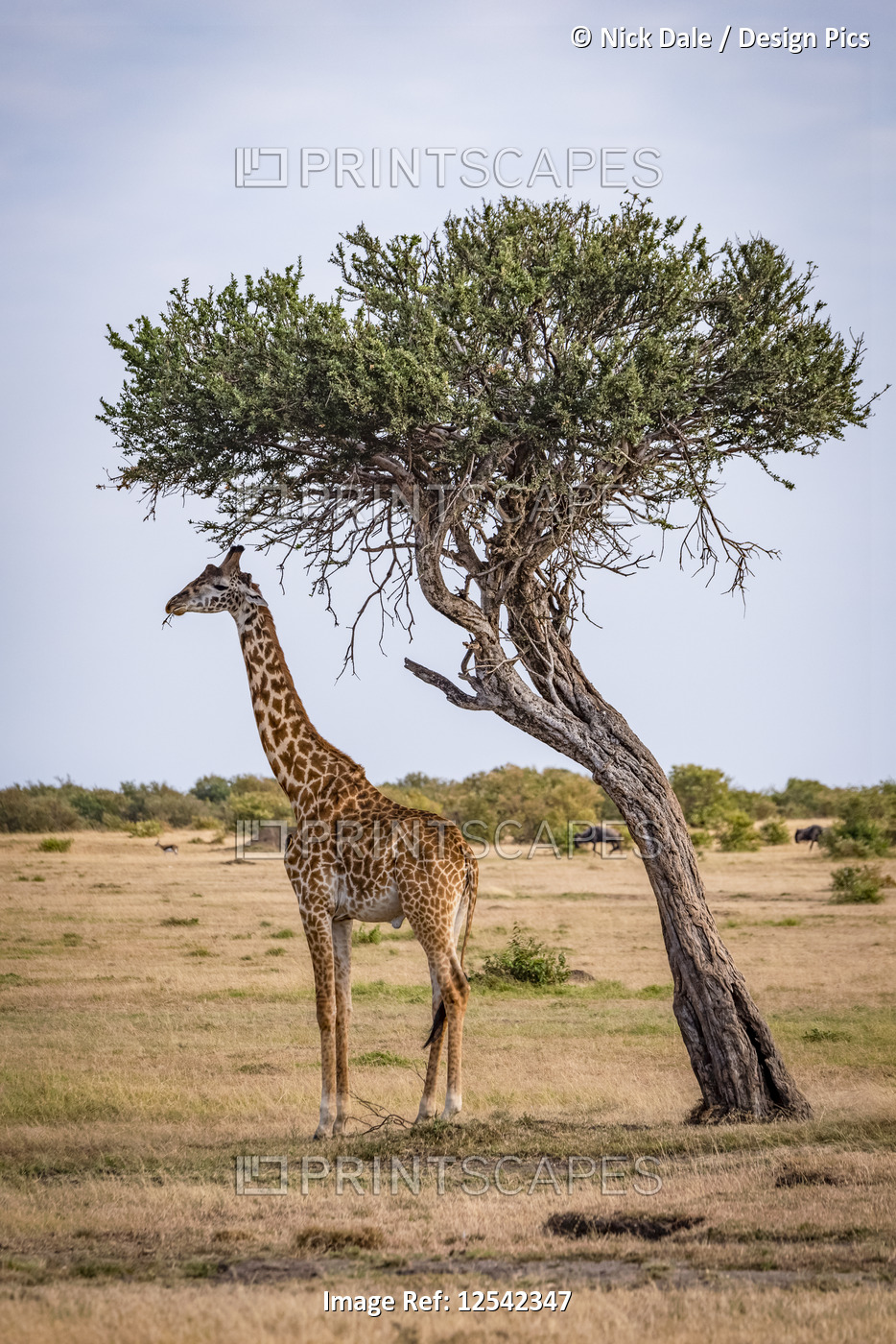 Giraffe (Giraffa camelopardalis tippelskirchii) eating beneath leaning tree on ...