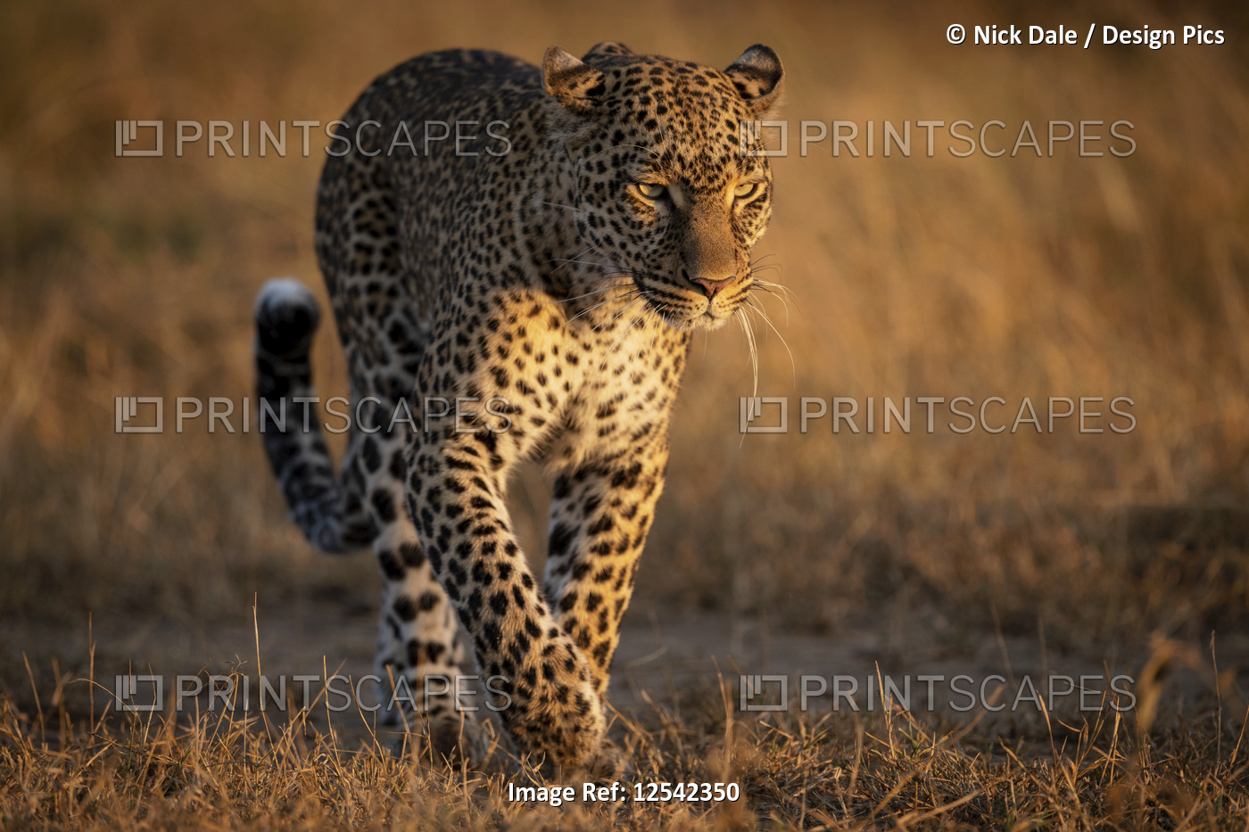 Leopard (Panthera pardus) walking on grassland in golden light, Maasai Mara ...