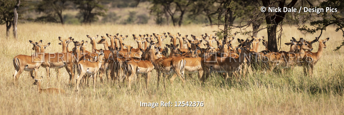 Panorama of female impala (Aepyceros melampus) standing in grass, Maasai Mara ...