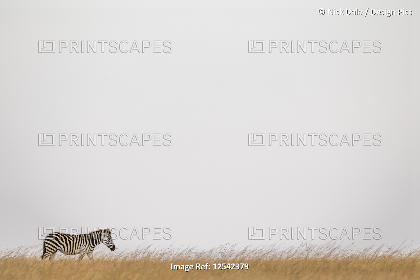Plains zebra (Equus quagga burchellii) walking on horizon in grass, Maasai Mara ...