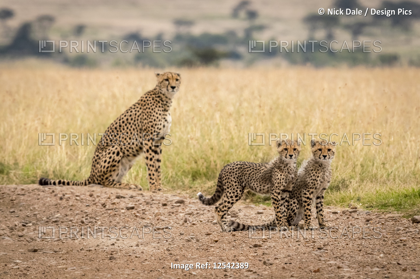 Two cubs on dirt track by cheetah (Acinonyx jubatus), Maasai Mara National ...