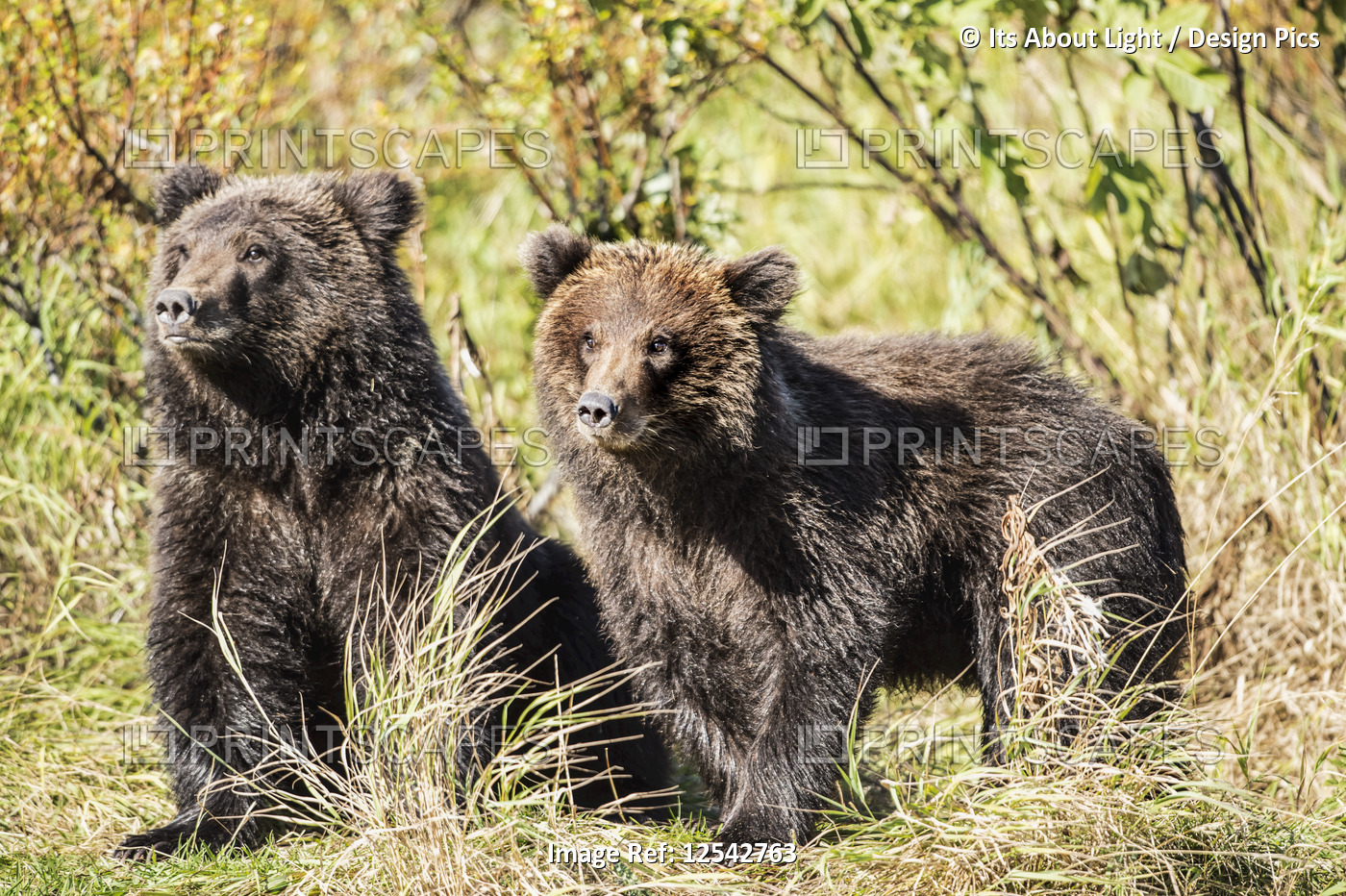 Kodiak bear (Ursus arctos middendorffi) cubs on the shore watching mother fish, ...