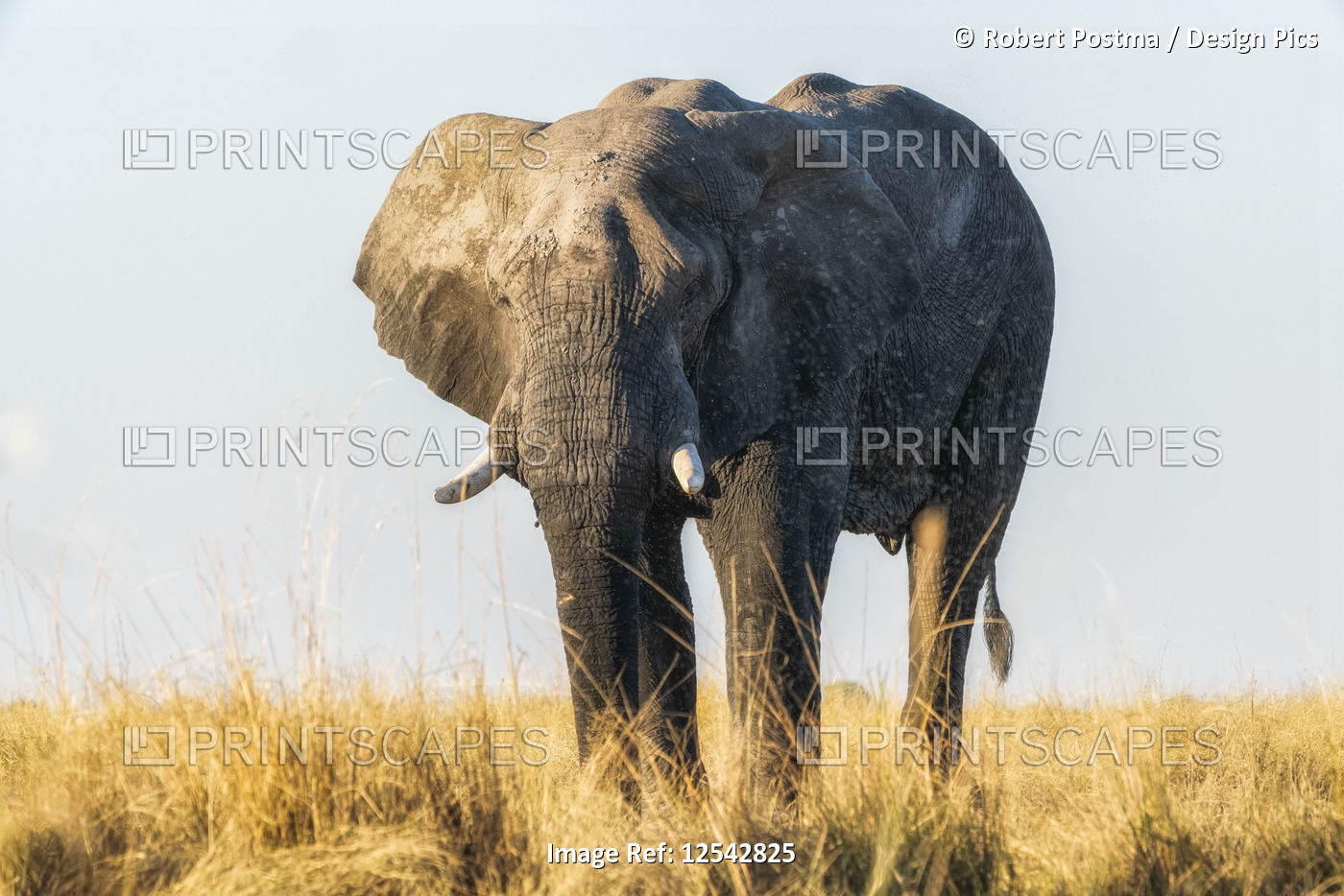 Elephant after playing in mud; Botswana