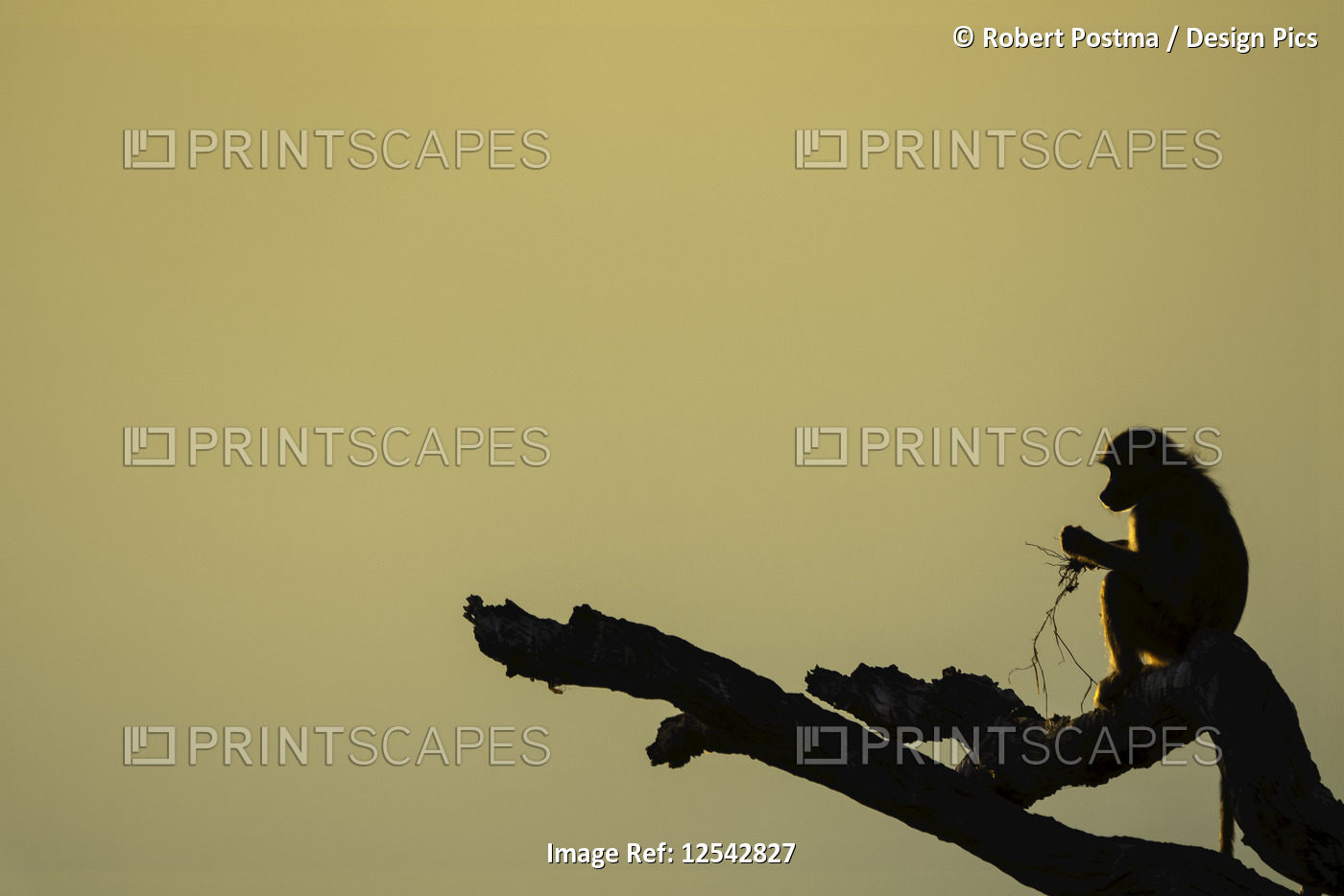 Baboon sitting on a tree branch at sunset; Botswana