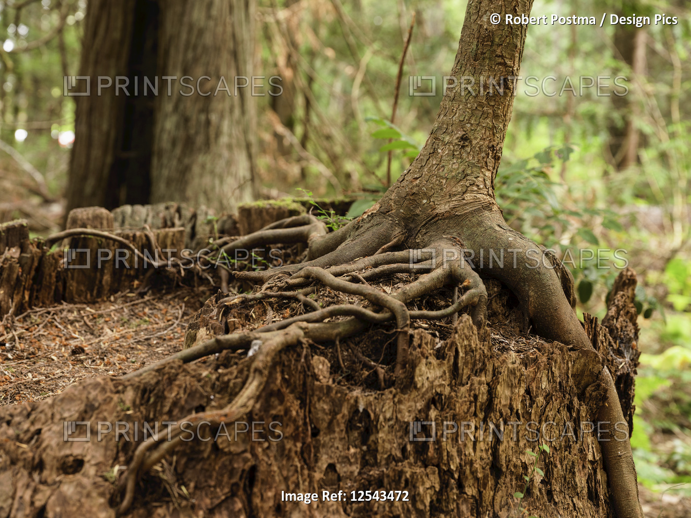 Close-up of roots of a tree growing on a tree stump in a rainforest, Heritage ...