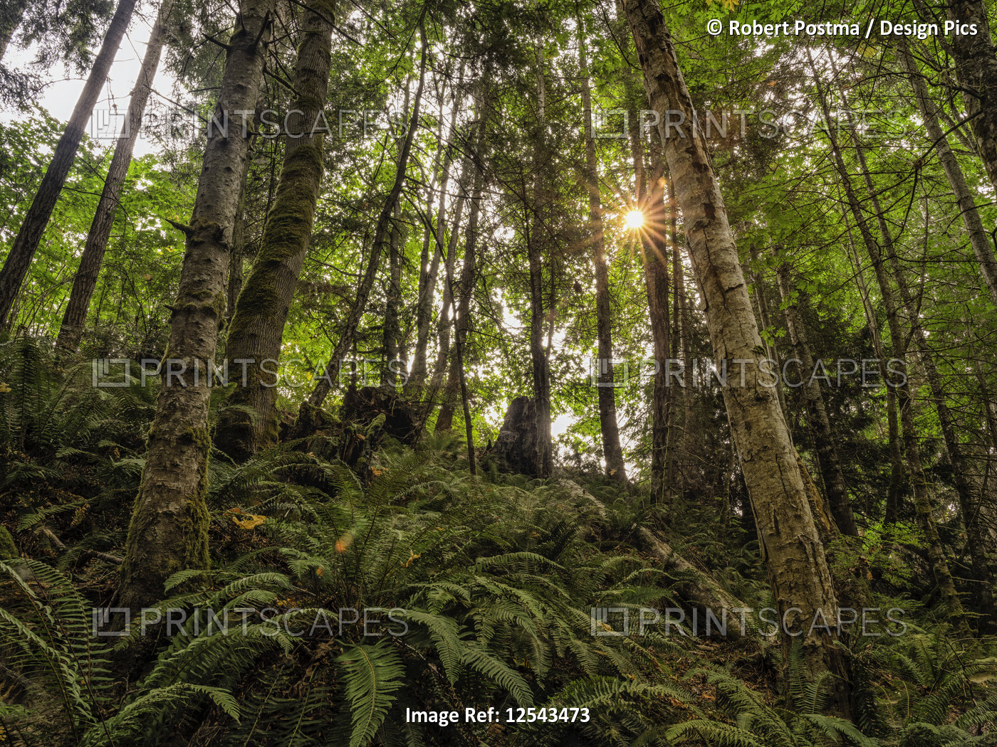 Sunburst through moss-covered trees and ferns in a rainforest near Qualicum ...