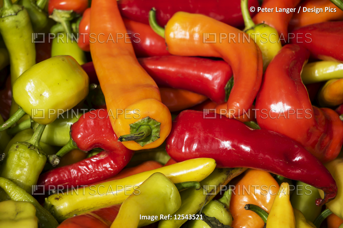 Chili peppers in red, orange and yellow; Lota, Biobio, Chile