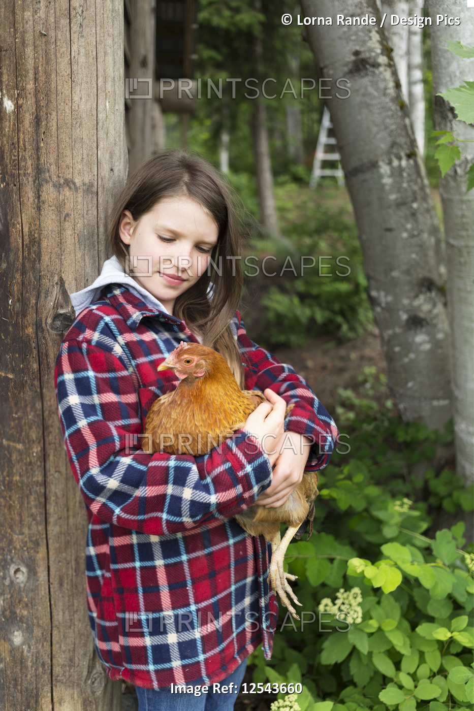 Girl holding a chicken (Gallus gallus domesticus); Salmon Arm, British ...