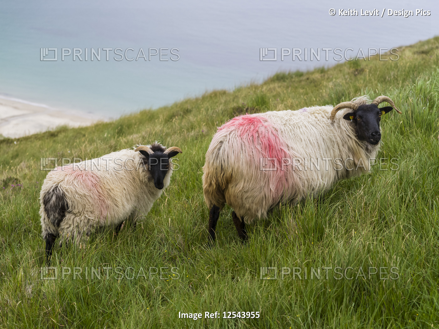 Sheep with a red marking on it's wool and tags in it's ears; Keel, County Mayo, ...