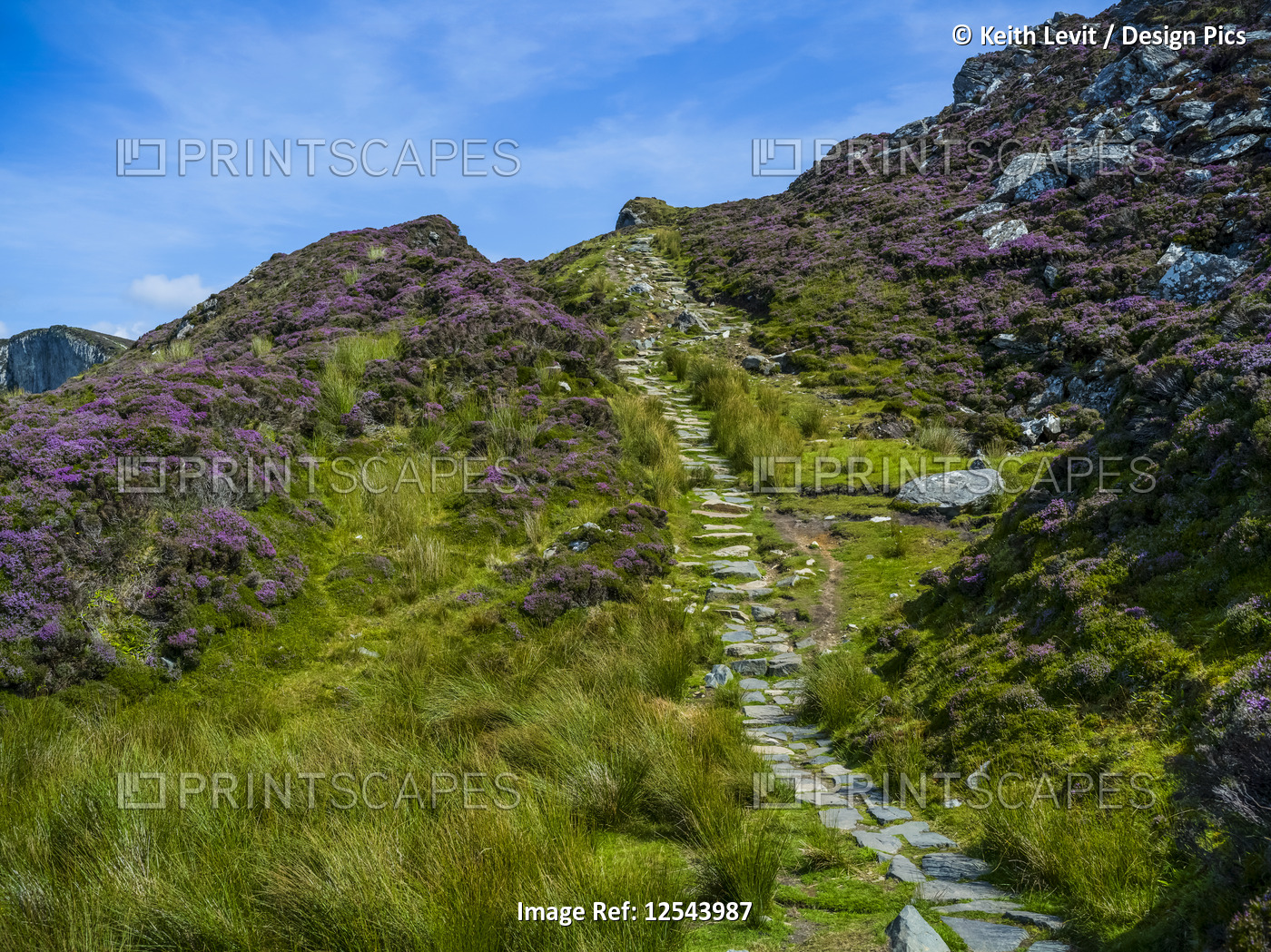 Stone trail and wildflowers leading to Bunglass Point, Slieve League, West ...