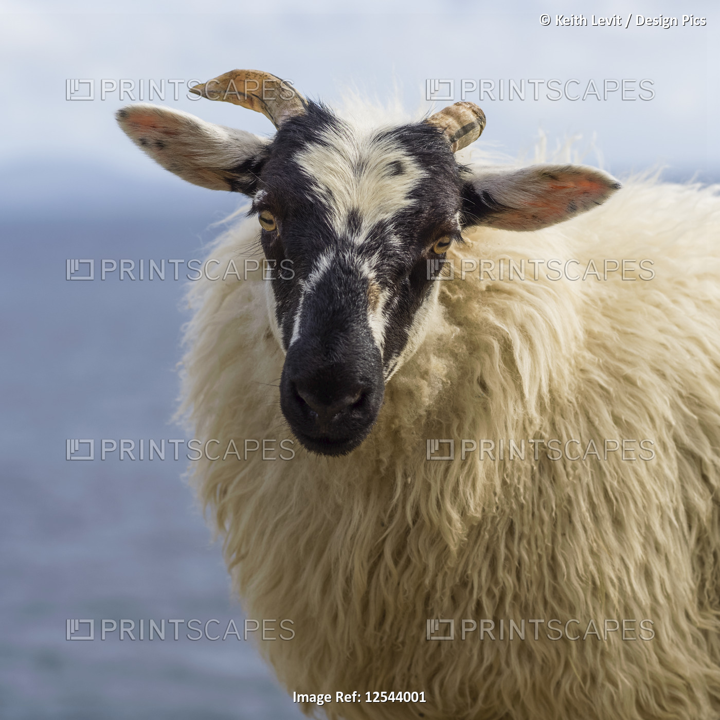 Close-up of a sheep (Ovis aries) looking at the camera; Ballyferriter, County ...