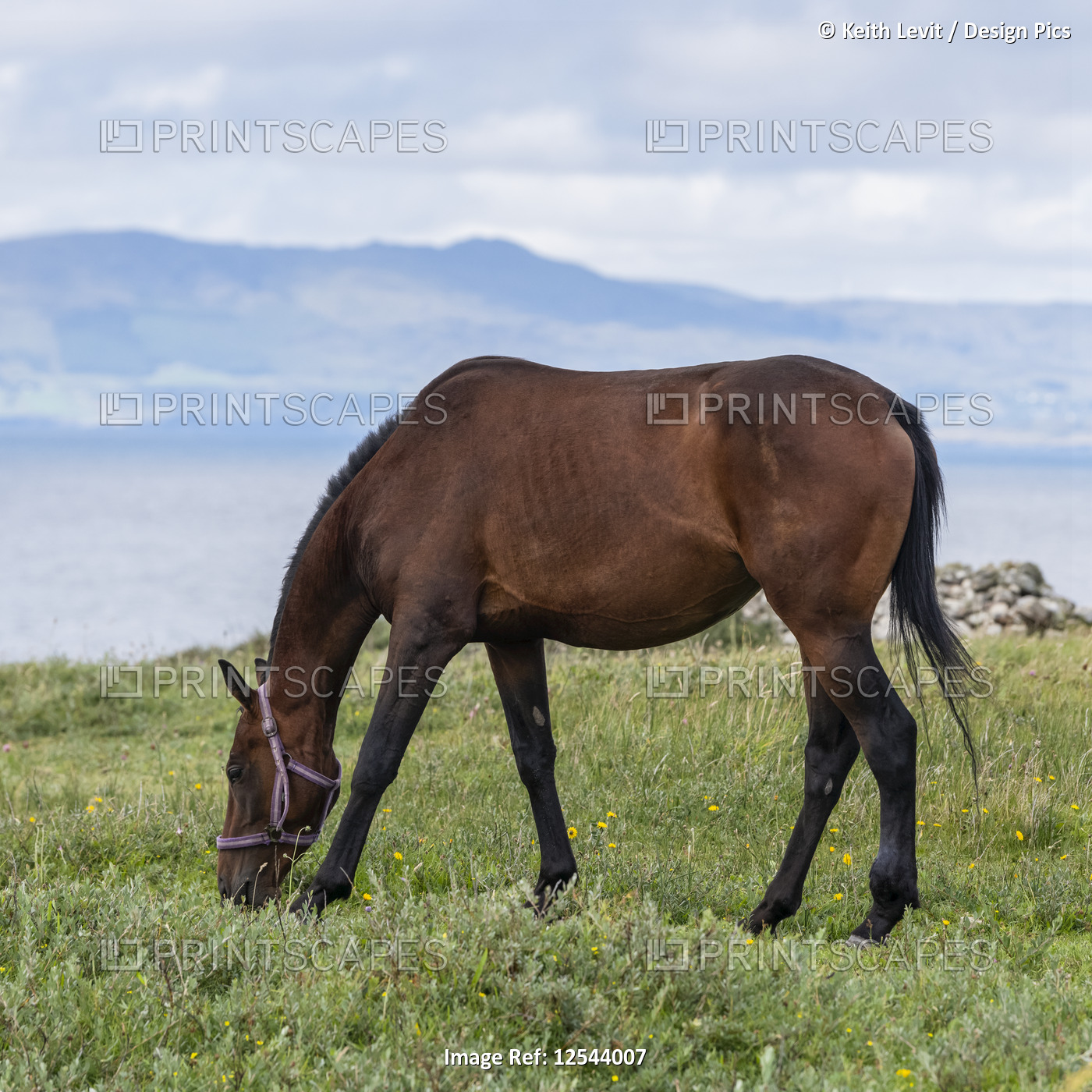 Close-up of a brown horse grazing on grass along the coast of Ireland; Grange, ...