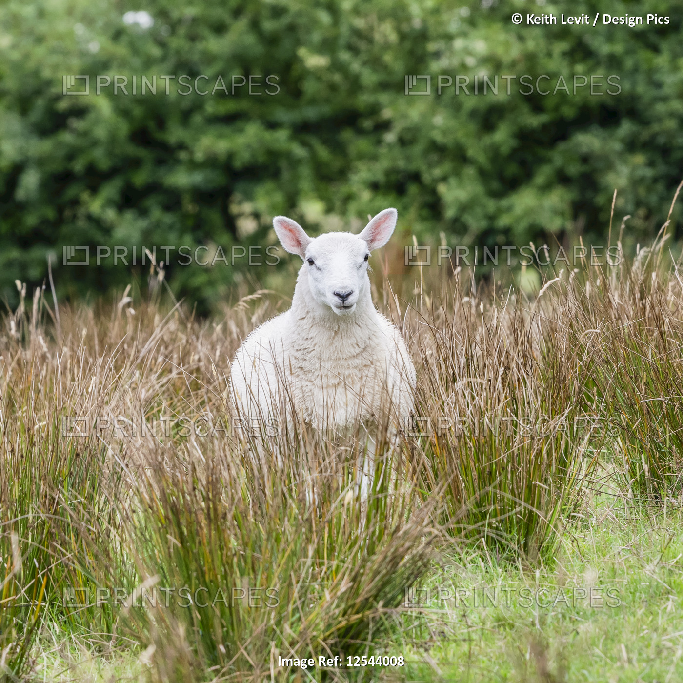 White sheep (Ovis aries) stands in tall grass looking at the camera; Donegal, ...