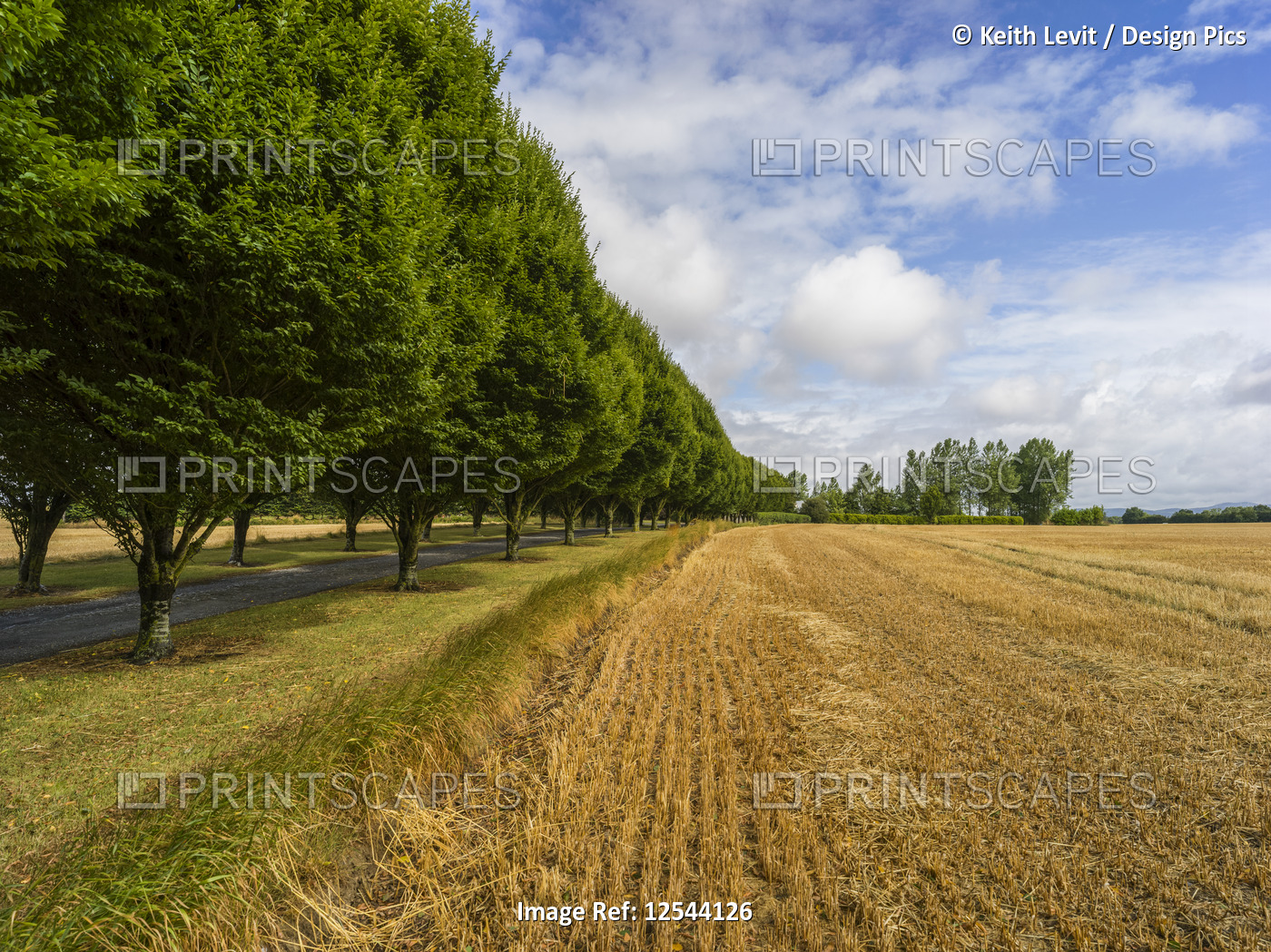 Road lined with lush trees along a field with a cut crop; Buttevant, County ...