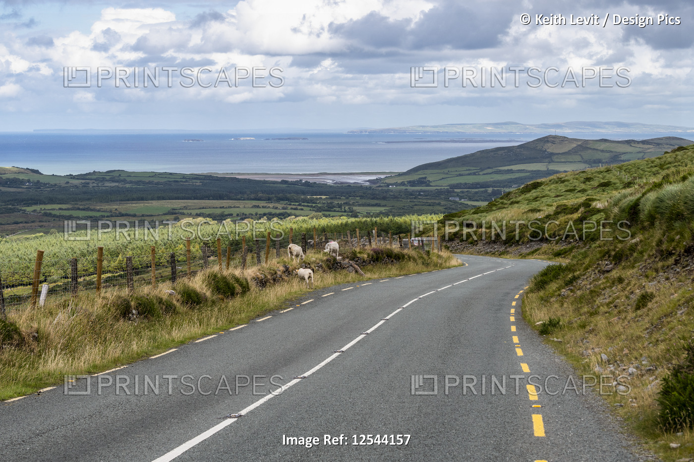 Sheep (Ovis aries) graze on a roadside with a view of the ocean; Castlegregory, ...