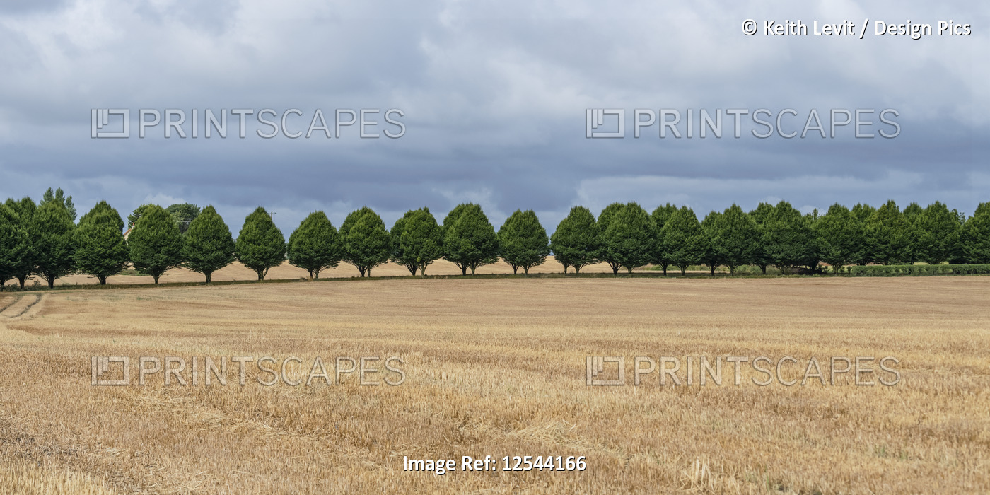 A row of trees on the edge of a golden field; Buttevant, County Cork, Ireland