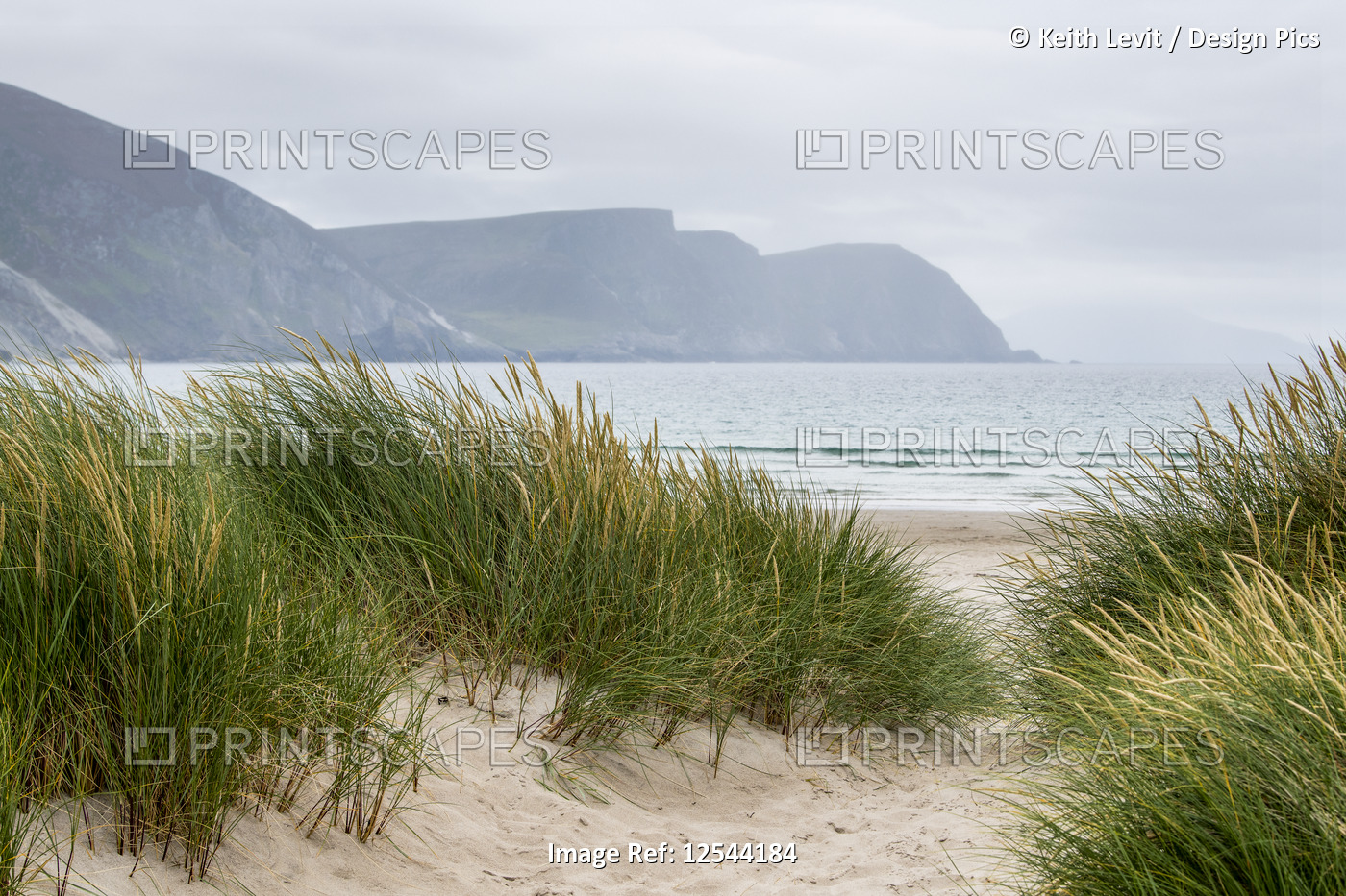 Grasses grow in the sand of a beach along a path with a view of the coastline ...