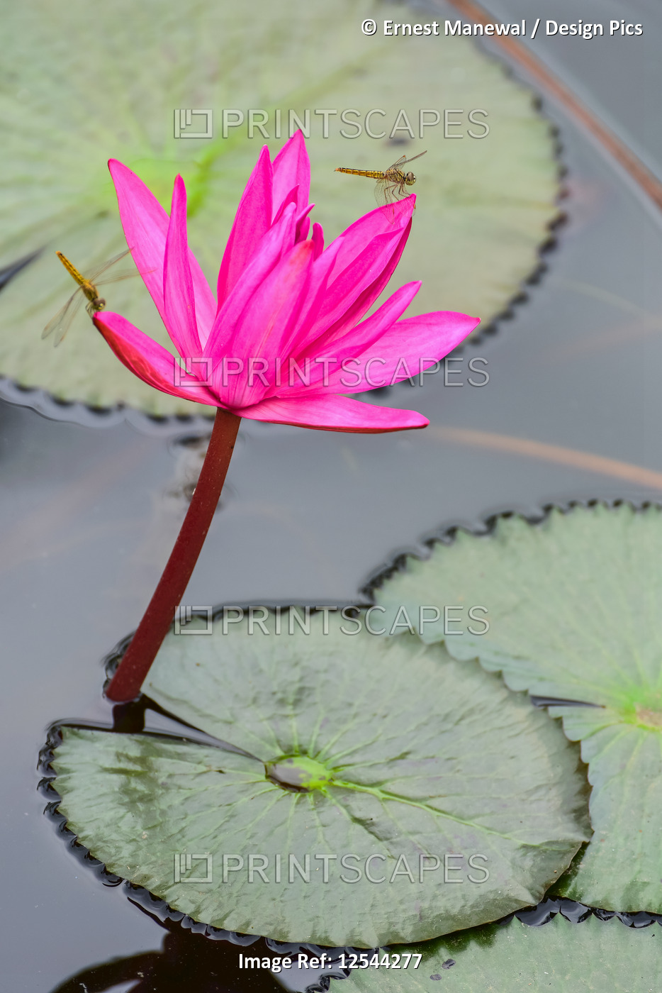 Dragonfly resting on blossoming fuchsia lotus (Nelumbo) plant; Udon Thani, ...