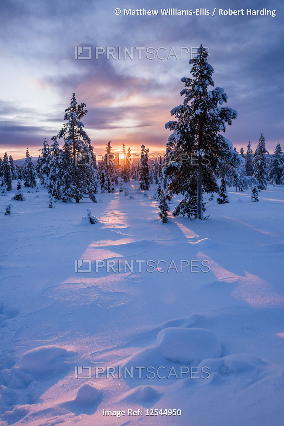 Snow covered winter landscape at sunrise, Lapland, Pallas-YllÃ¤stunturi National Park, Finland