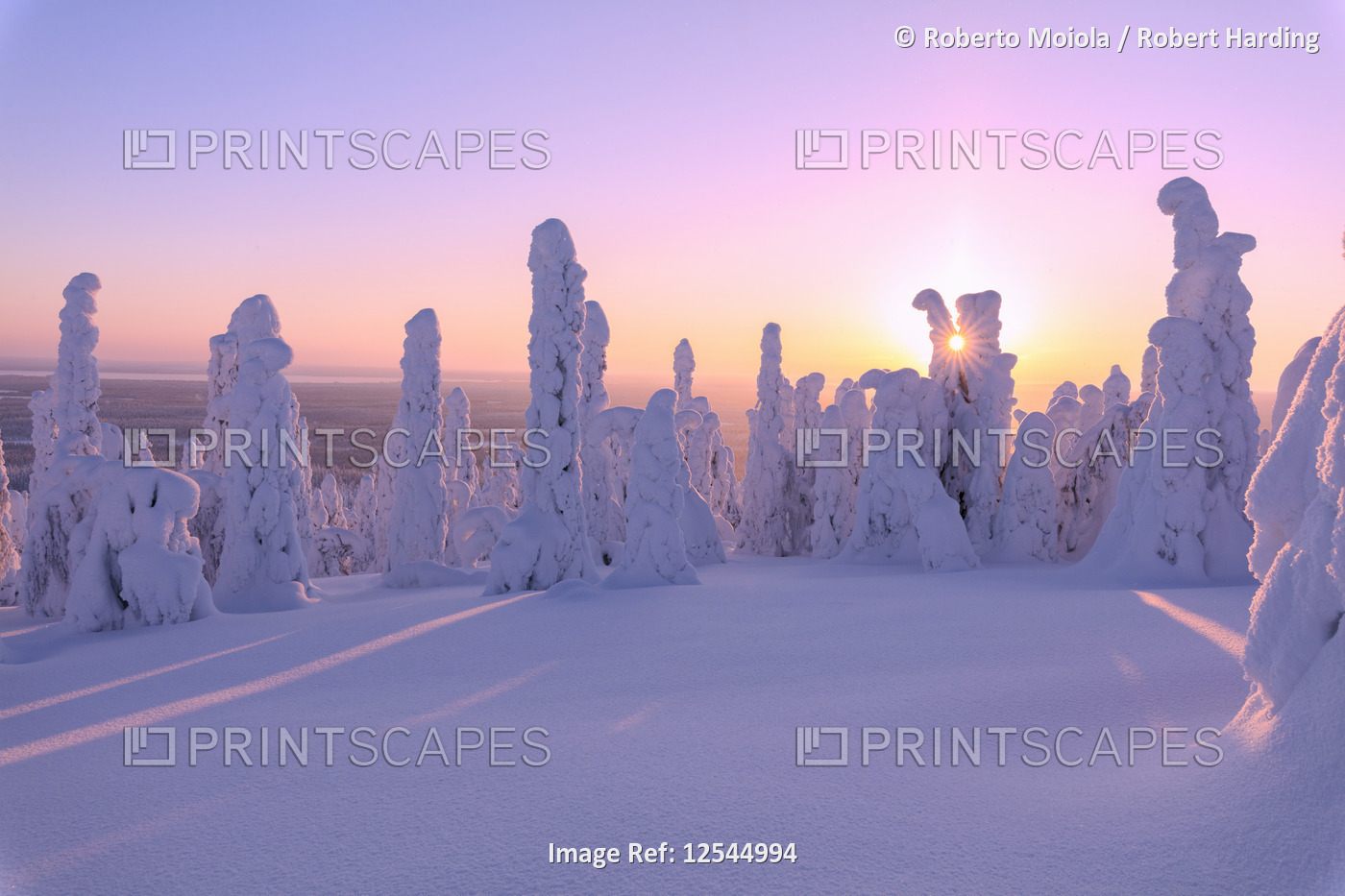 Pink sunrise on frozen trees, Riisitunturi National Park, Posio, Lapland, Finland