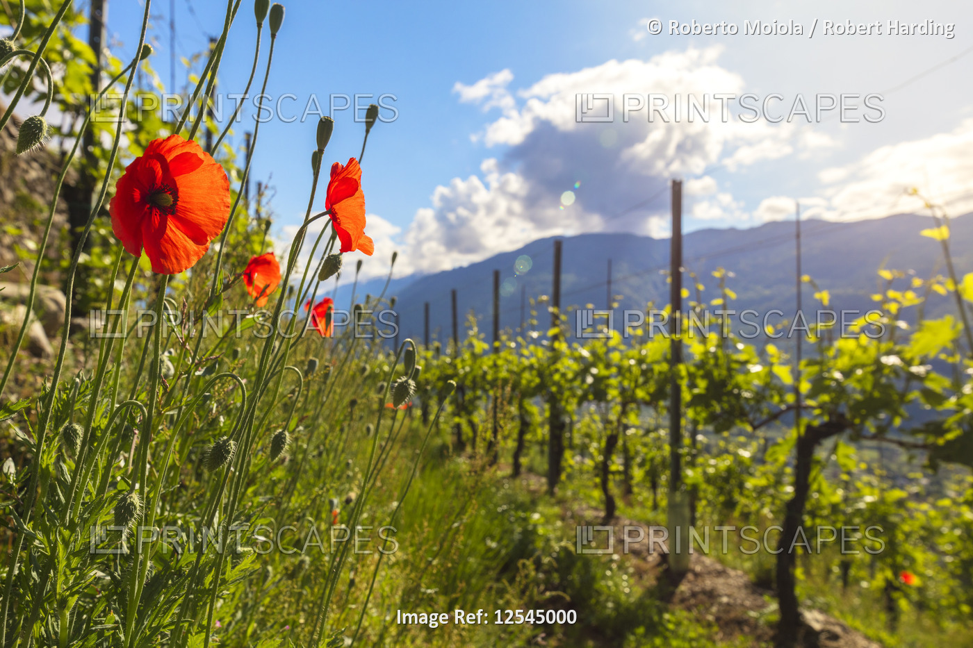 Red poppies and vineyards, Bianzone, Sondrio province, Valtellina, Lombardy, Italy