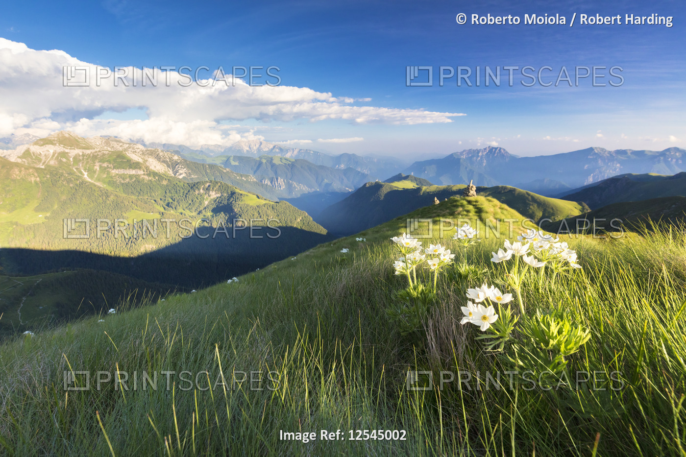 Wild flowers on crest towards Monte Azzarini with Bergamo Orobie Alps in the background, San Marco P