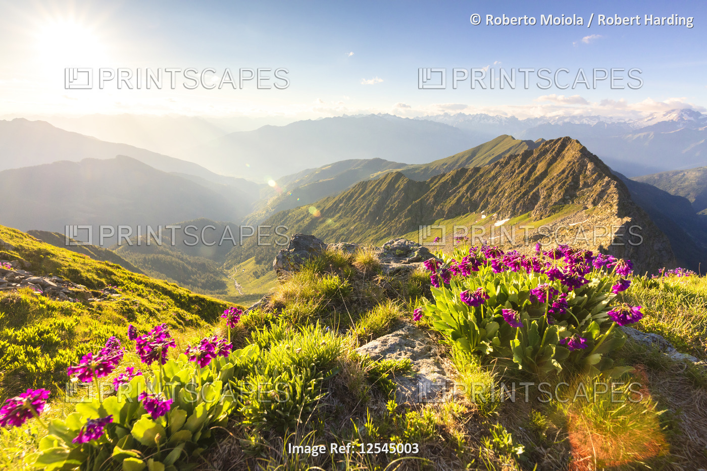Wild flowers on Monte Azzarini with Monte Pedena and Albaredo Valley in the background, Orobie Alps,