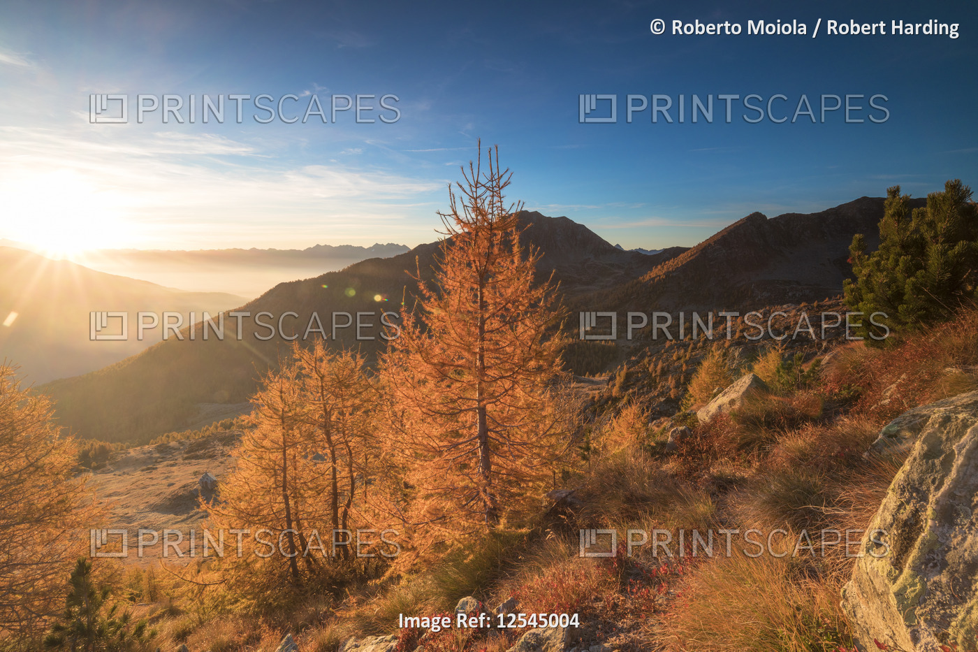 Sunburst on colorful larches during fall season, Alpe Arcoglio Valmalenco, Valtellina, Lombardy, Ita