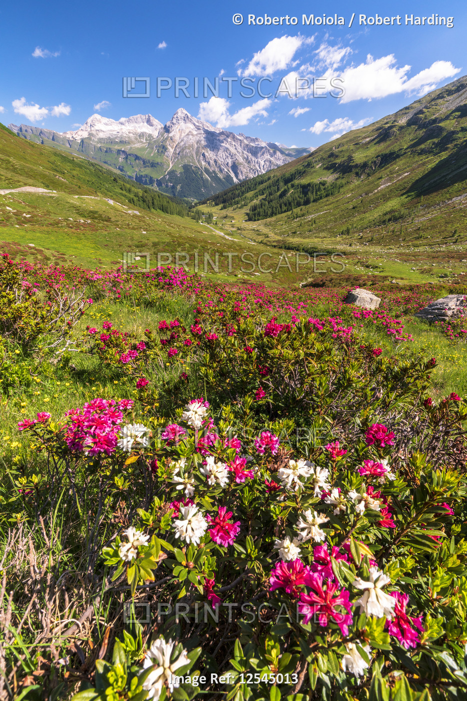 White and fuchsia rhododendrons, Spluga Pass, canton of Graubunden, Switzerland