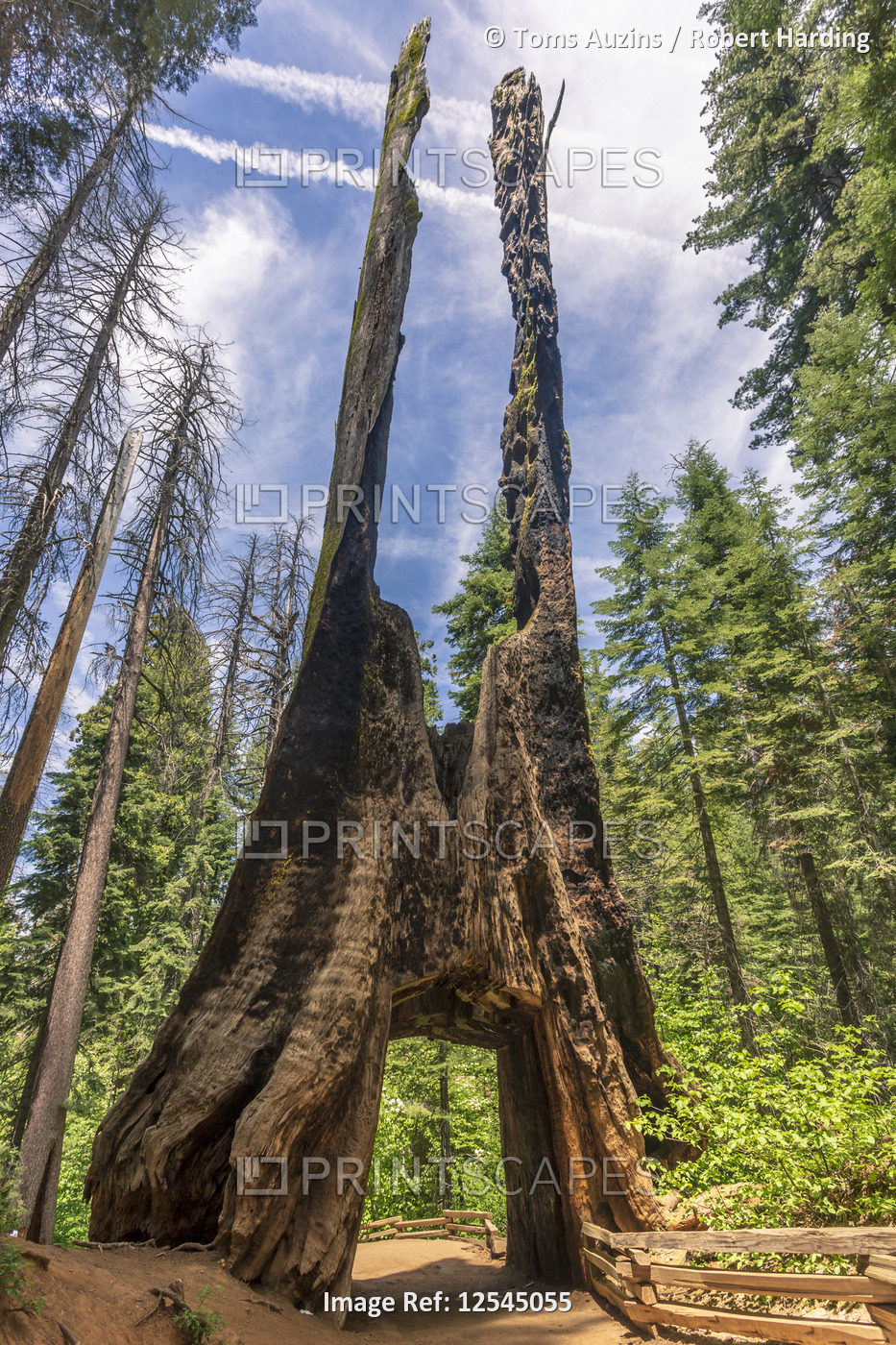 Tuolumne Grove of Giant Sequoias, Yosemite Valley, UNESCO World Heritage Site, California, United St