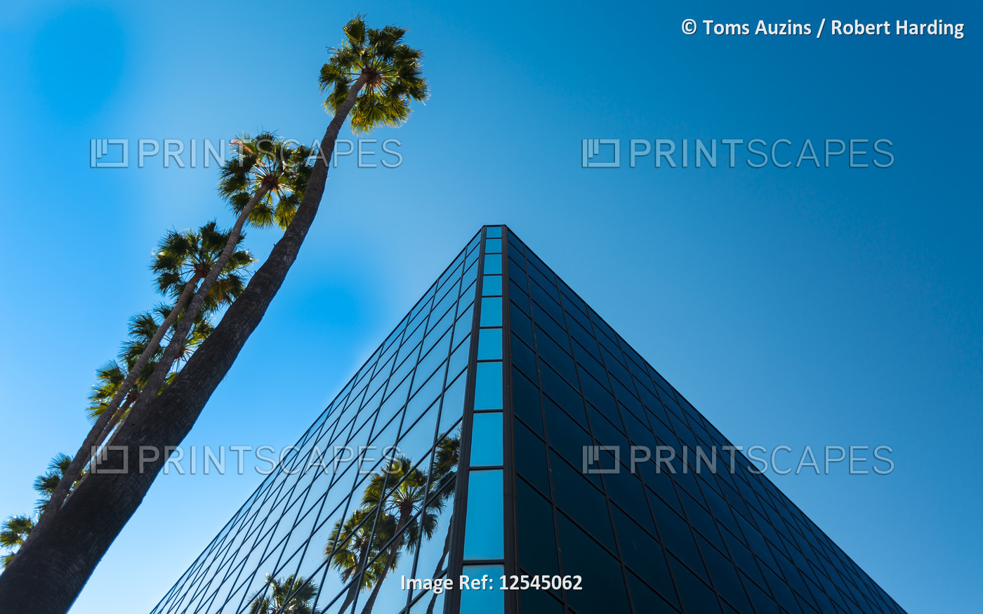 Palm Trees and glass building worm's-eye view, Hoolywood, Los Angeles, California, United States of 