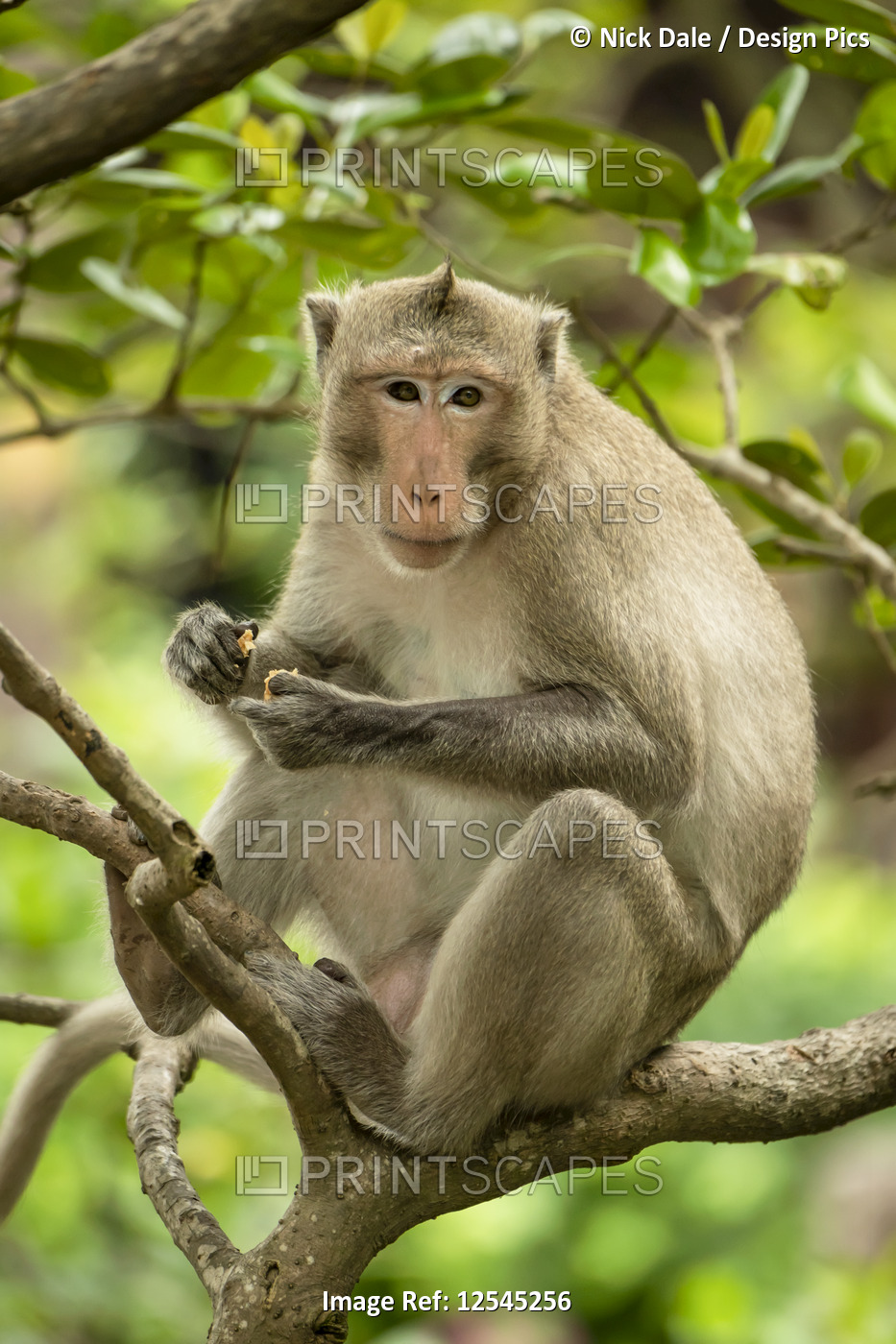 Long-tailed macaque sits in branches holding biscuit; Can Gio, Ho Chi Minh, ...