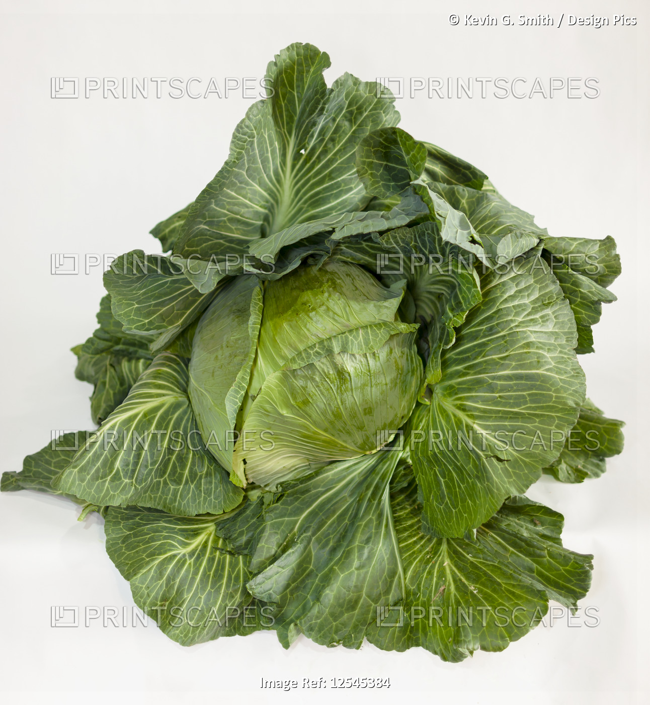 A giant cabbage sits on a clean white background at the Alaska State Fair; ...