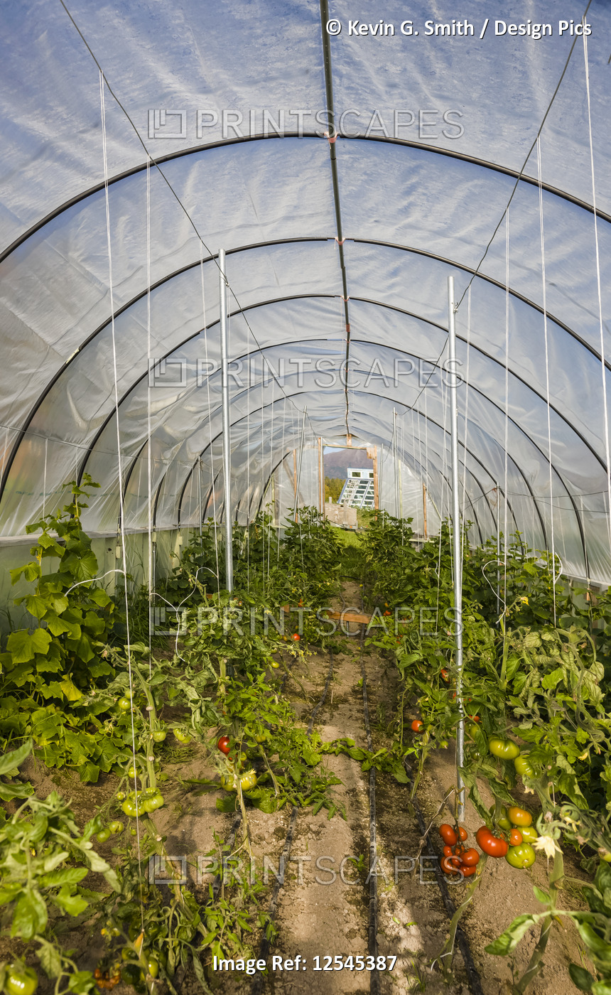 Tomatoes and other vegetables growing in a hoop house style greenhouse ...