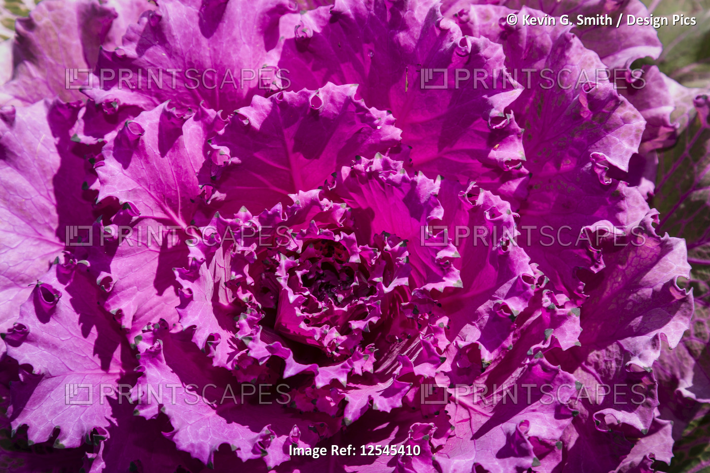Detail of leaves of a lettuce plant that are a vibrant purple colour; Palmer, ...