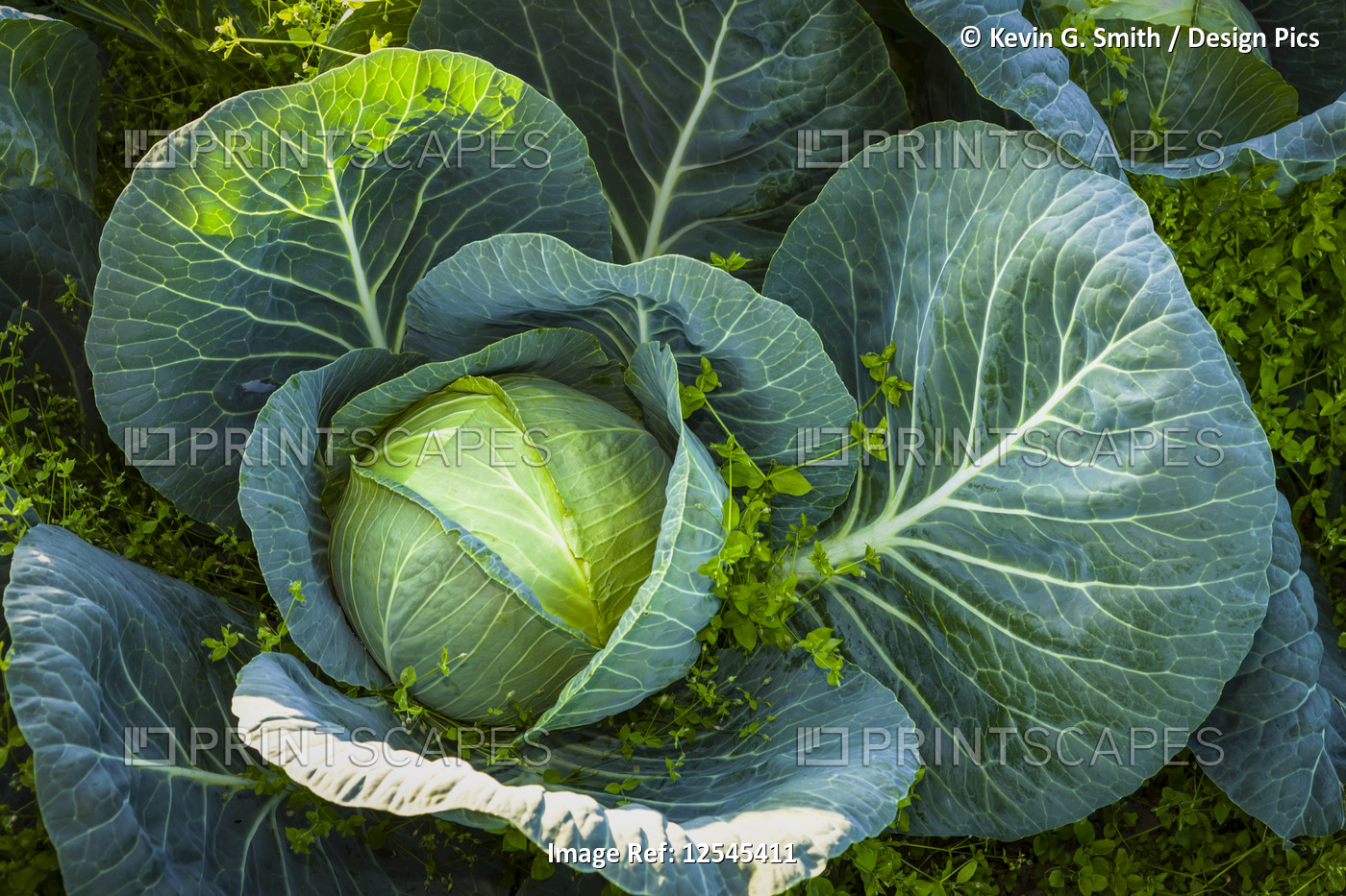Detail of a large cabbage (Brassica oleracea) plant with chickweed (Stellaria ...
