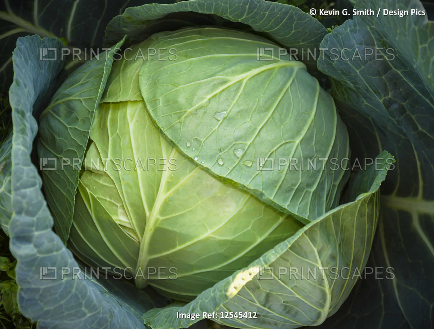 Detail of water drops sitting on the head of a cabbage; Palmer, Alaska, United ...