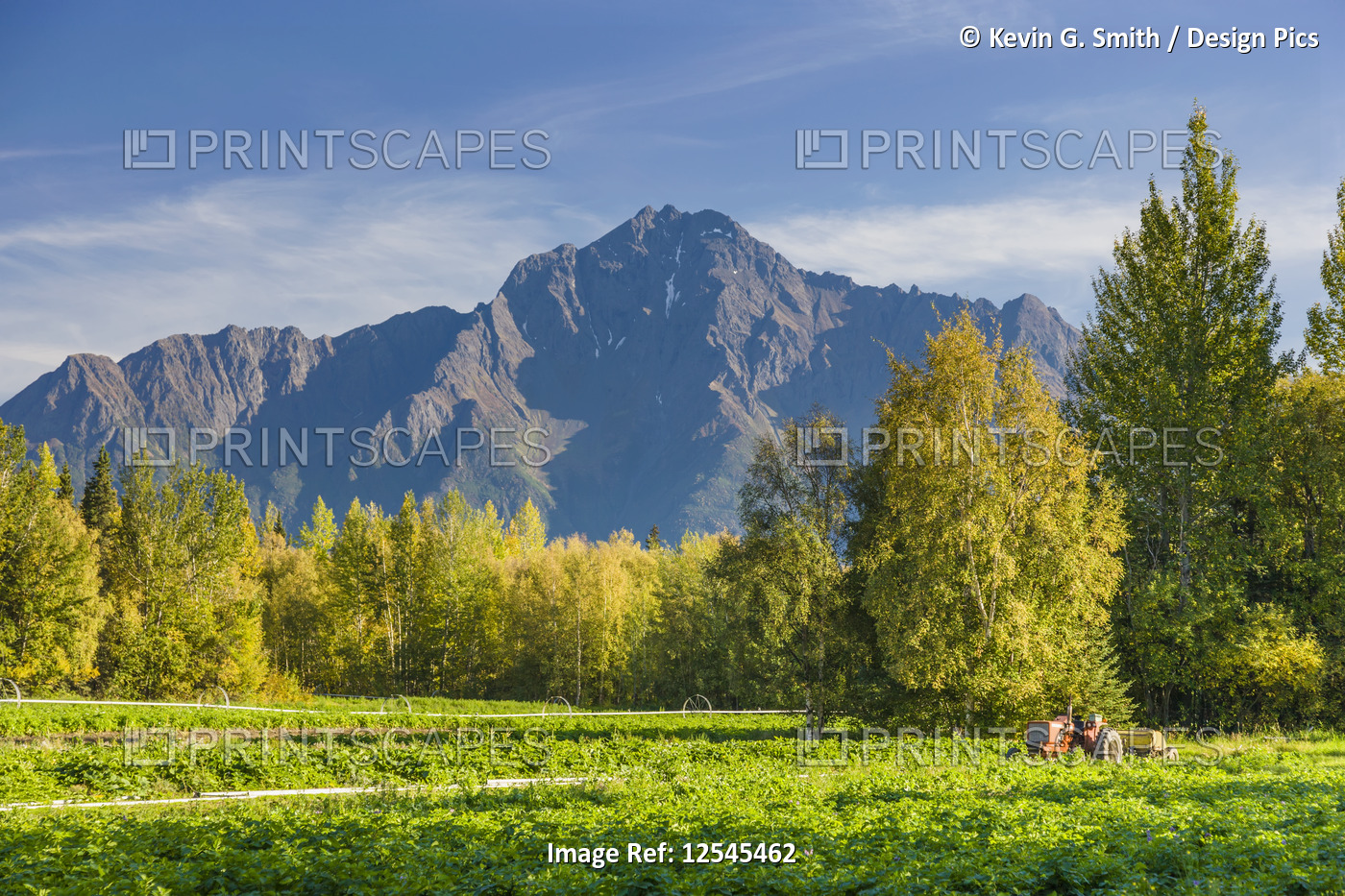 An old red tractor sits in a field of strawberry plants, Pioneer Peak in the ...