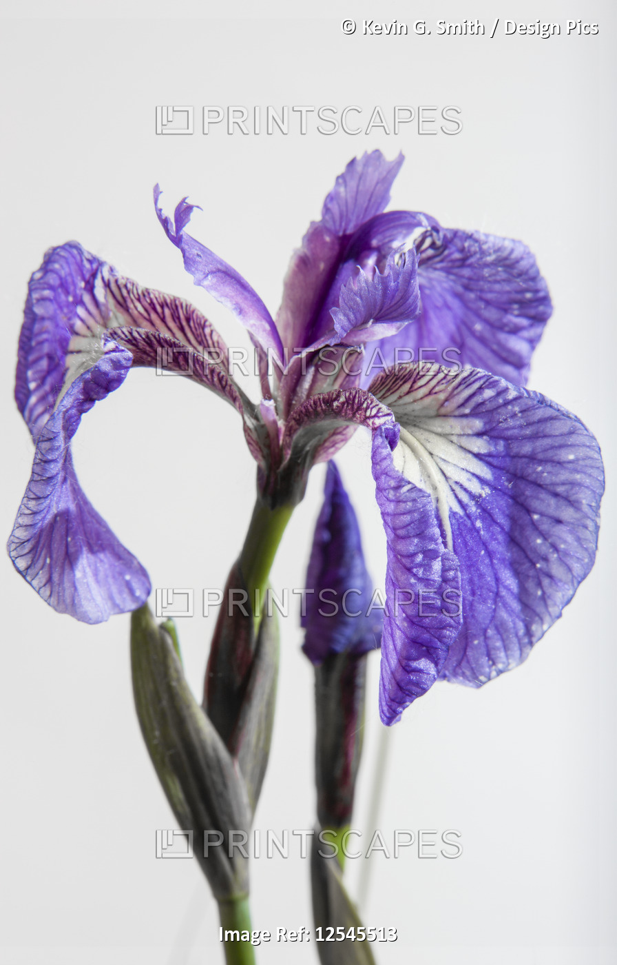 A perennial Iris and it's deep purple petals on a white background