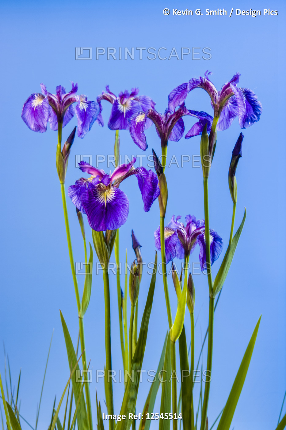 A perennial Iris and it's deep purple petals against a deep blue sky, ...