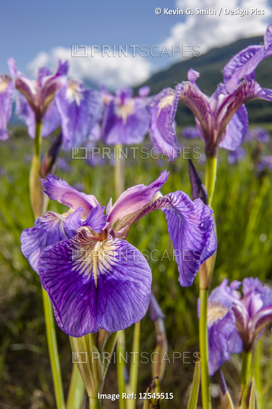 A perennial Iris and it's deep purple petals photographed on the Palmer ...